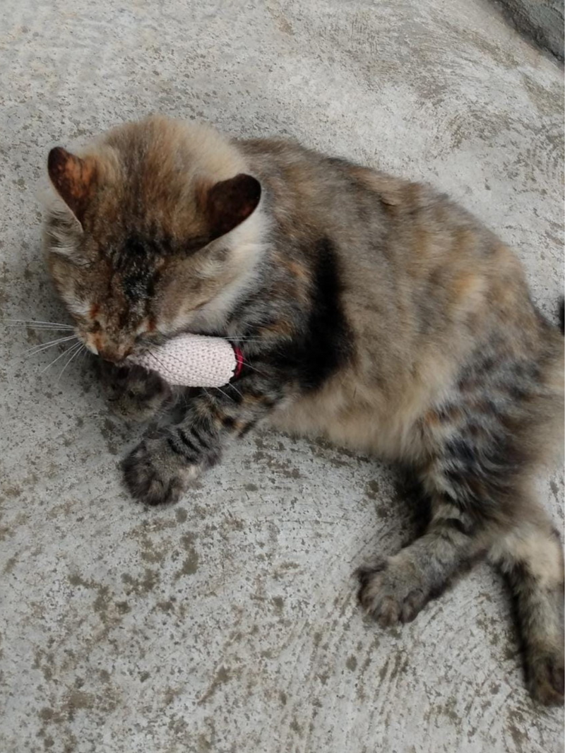 Coxinha e Cigarrinho com Catnip Brinquedo para Gatos Crochê